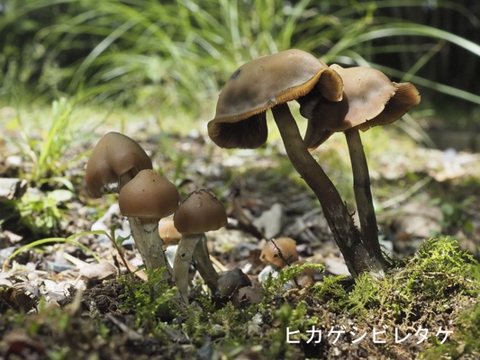 緑化センターのきのこ達(3+1種) - kinoko-kouji ページ! 緑化センターのきのこ達(3+1種) - kinoko-kouji ページ!