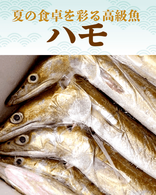 夏を感じる旬の味覚・ハモ
