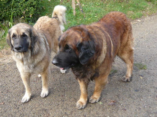 Vixie et Totanka