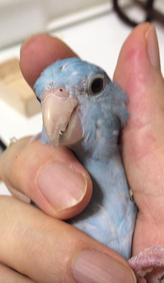 マメルリハ ってどんな鳥 マメルリハのダリちゃんと楽しく暮らす