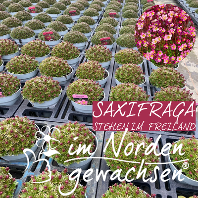 Der Name "Saxifraga" leitet sich vom lateinischen "saxum" (Stein) und "frangere" (brechen) ab und bezieht sich auf die Vorliebe vieler Arten, in Felsritzen oder steinigem Boden zu wachsen.