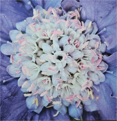 Macro-Foto auf Leinwand 60 x 60 cm