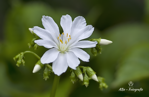 Lewisia, Porzellanröschen Mai 2022