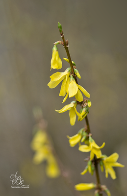 Forsythien  -April 16-