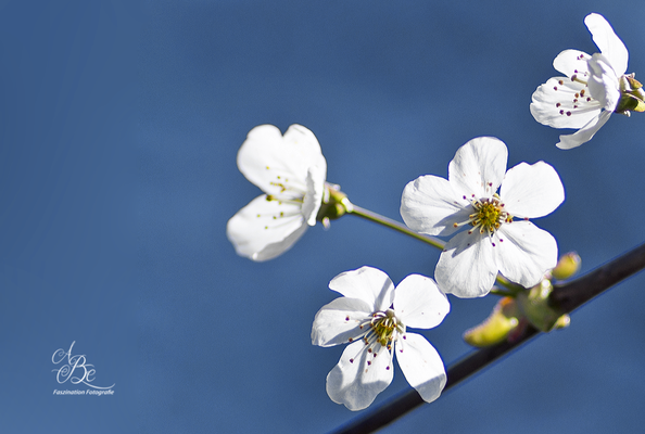 Kirschblüten -April 16-