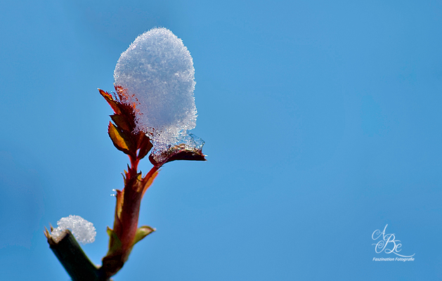 Schneeblume  -Feb.16-
