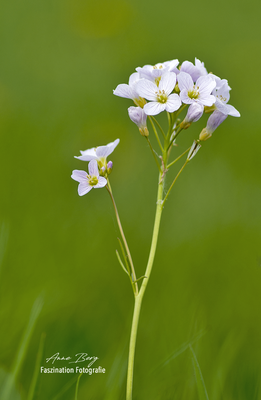 Wiesenschaumkraut -Mai2018-