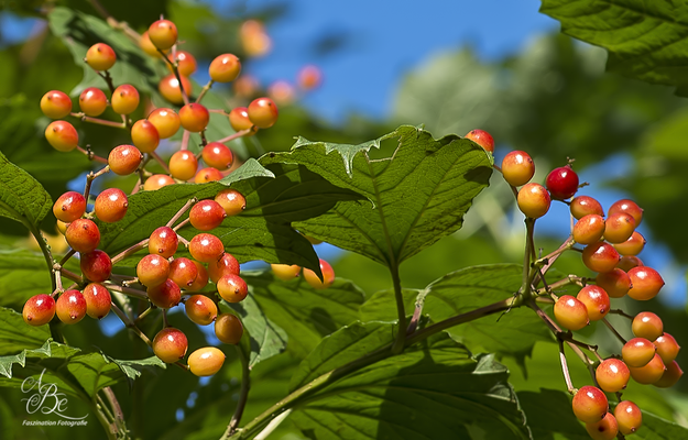 Vogelbeeren  -Aug.16-