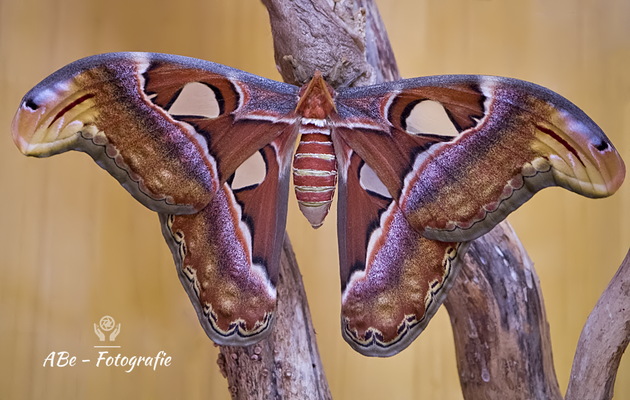 Schmetterlingspark Klütz-Boltenhagen -Atlas Seidenspinner, größter Schmetterling der Welt-  September 2019