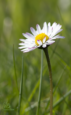 Gänseblümchen  -Mai16-