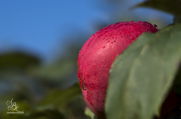 nach dem Regen  -Aug.16-