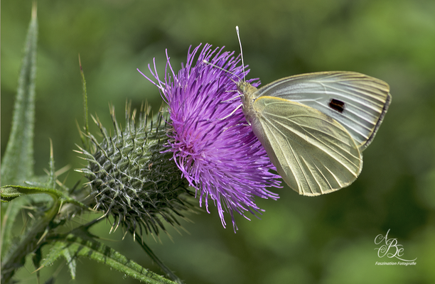 Kohlweißling auf Distelblüte  -Juli 16-