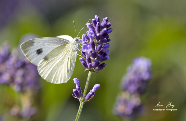 Kohlweißling an Lavendel   -Juli17-