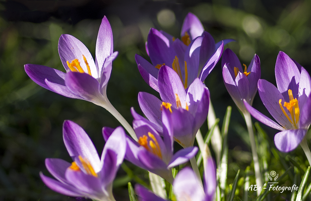 Februar 2021  -die ersten Krokusse-