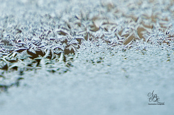 Eisblumen am Fenster  -März16-