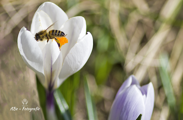 Februar 2021 -Biene an Krokus-