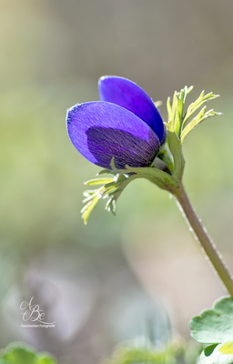 Anemone  -April 16-