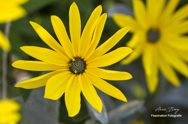 kleine Sonnenblume  -Aug.17-