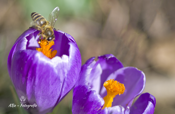 Februar 2021 -Biene an Krokus-