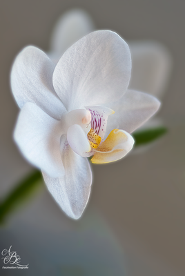 Phalaenopsis--Feb.16-