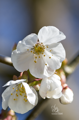 Kirschblüten -April 16-