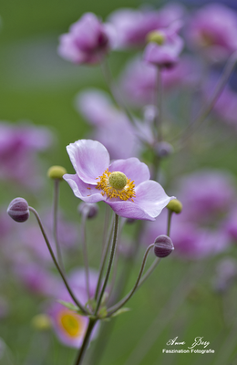 Anemone   -Juli17-