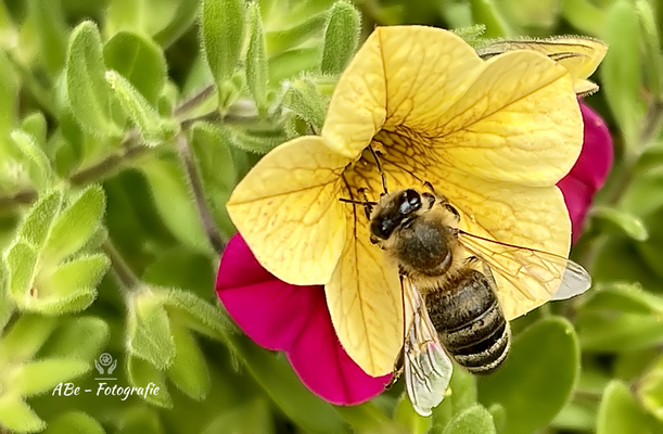 Juli 2021 -Biene an Zauberglöckchen-