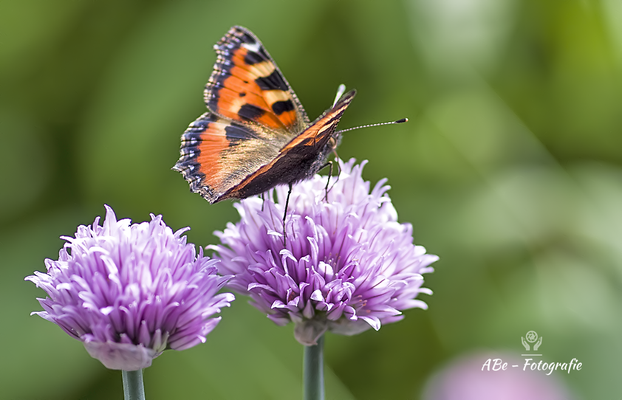 Kleiner Fuchs auf  Schnittlauchblüte Mai 2022