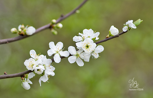 Frühlingserwachen  -April 16-