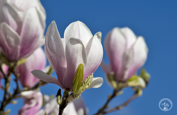 Magnolien -April17-