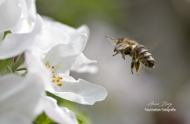 Biene im Anflug auf Apfelblüte  -April 2018-