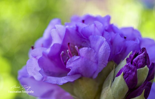 Rhododendron -Mai 2018-