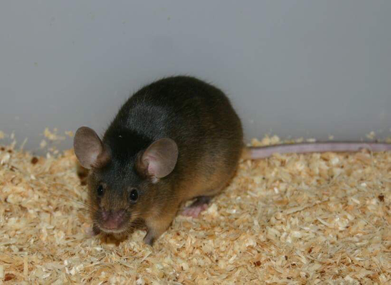 A(vy) Ausprägung zwischen Yellow Pseudoagouti - Danke für das Bild an Farbmauszucht.de!