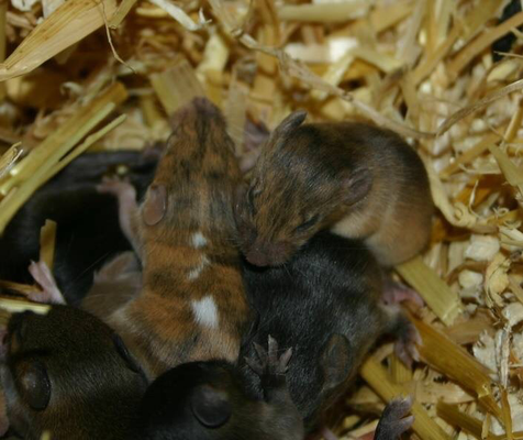 Brindle Welpen im Nest neben einem Pseudoagouti - Danke für das Bild an Farbmauszucht.de!