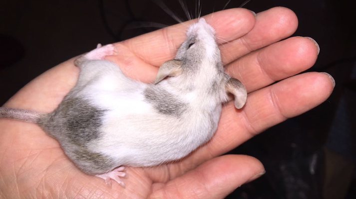 Beige Agouti Tricolor - Danke an Lisas Mousery für das Foto!