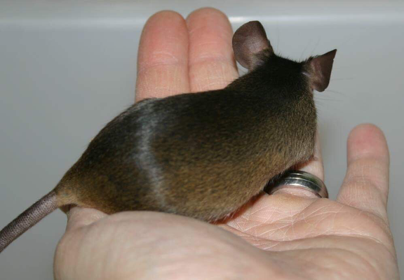 Pseudoagouti - Dankefür das Bild an Farbmauszucht.de