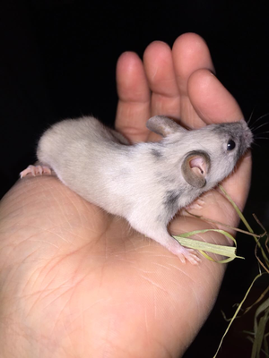 Beige Agouti Tricolor - Danke an Lisas Mousery für das Foto!