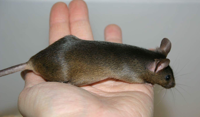 Pseudoagouti - Dankefür das Bild an Farbmauszucht.de