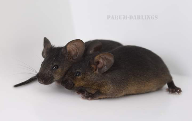 Golden Agouti Umbrouse - Danke für das Bild an Sophia!