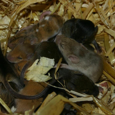 Brindle Welpen im Nest, neben einem A(vy) Welpen mit einfarbiger Farbausprägung- Danke für das Bild an Farbmauszucht.de!