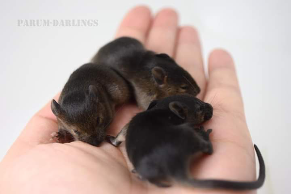 Golden Agouti Umbrouse - Danke für das Bild an Sophia!
