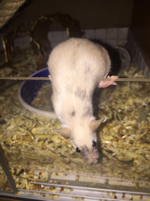 Beige Agouti Tricolor - Danke an Lisas Mousery für das Foto!