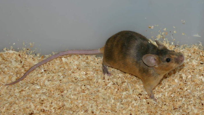 U.S. Brindle - Dankefür das Bild an Farbmauszucht.de