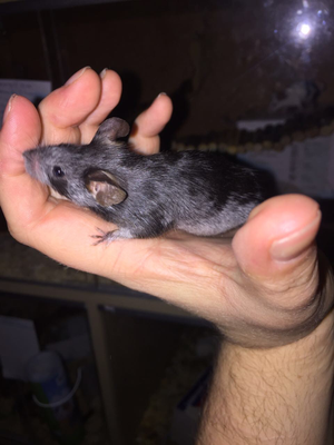 Black Merle in der Umfärbung. Danke an Lisas Mousery für das Bild!