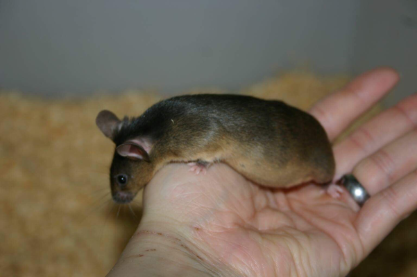 A(vy) Ausprägung zwischen Yellow Pseudoagouti - Danke für das Bild an Farbmauszucht.de!