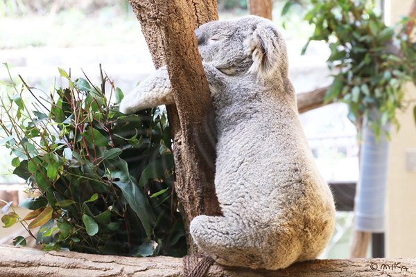 コアラ Koala 工房momo