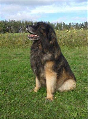 Leo, † 16.9.2015