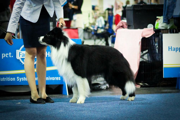 3 years, CACIB Budapest