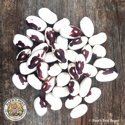 Bumble Bee Our Own $9 bag (1 lb.) One of our rarest Maine heirloom beans that gets its name from its unusually large size.
