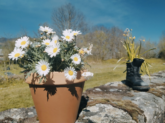 Le prinptemps en vallée d'Aspe, Accous gîte de groupe, d'étape et de séjour